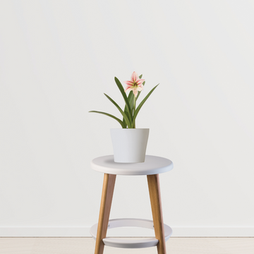 Indoor lily - Infinite Green variety